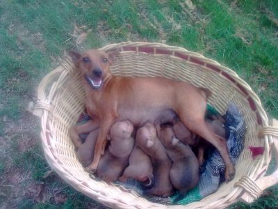 Cuccioli Pinscher Nani a Roma