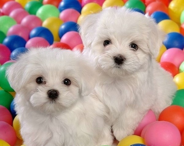 Cuccioli di maltese toy