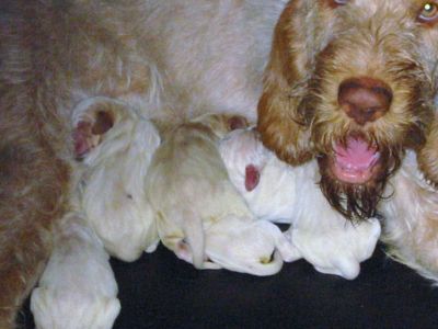 SPINONI BIANCO ARANCIO