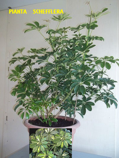 Pianta sempre verde schefflera