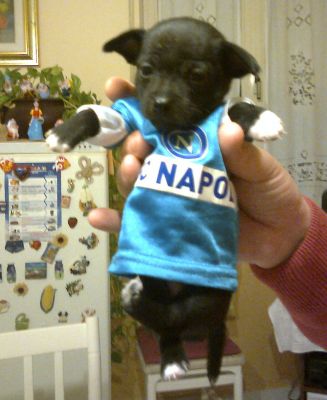 Vendo bellissimi cuccioli di Chihuahua