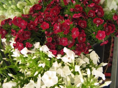 INFERMIERA PROFESSIONALE - offresi per RSA, ASL, Case di Cura/Riposo, ect..