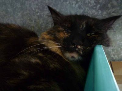 Micia Limonata cerca casa