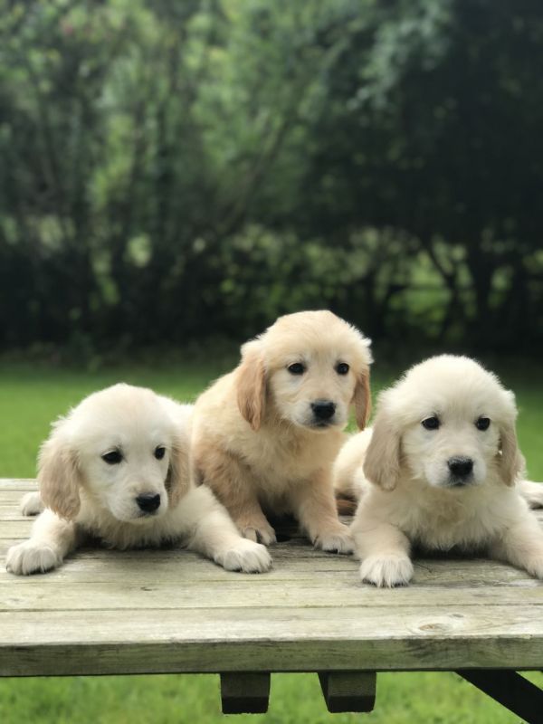 REGALO Golden retriver cuccioli Abbiamo disponibili cuccioli con garanzia,almeno 2 vaccinazioni, mic
