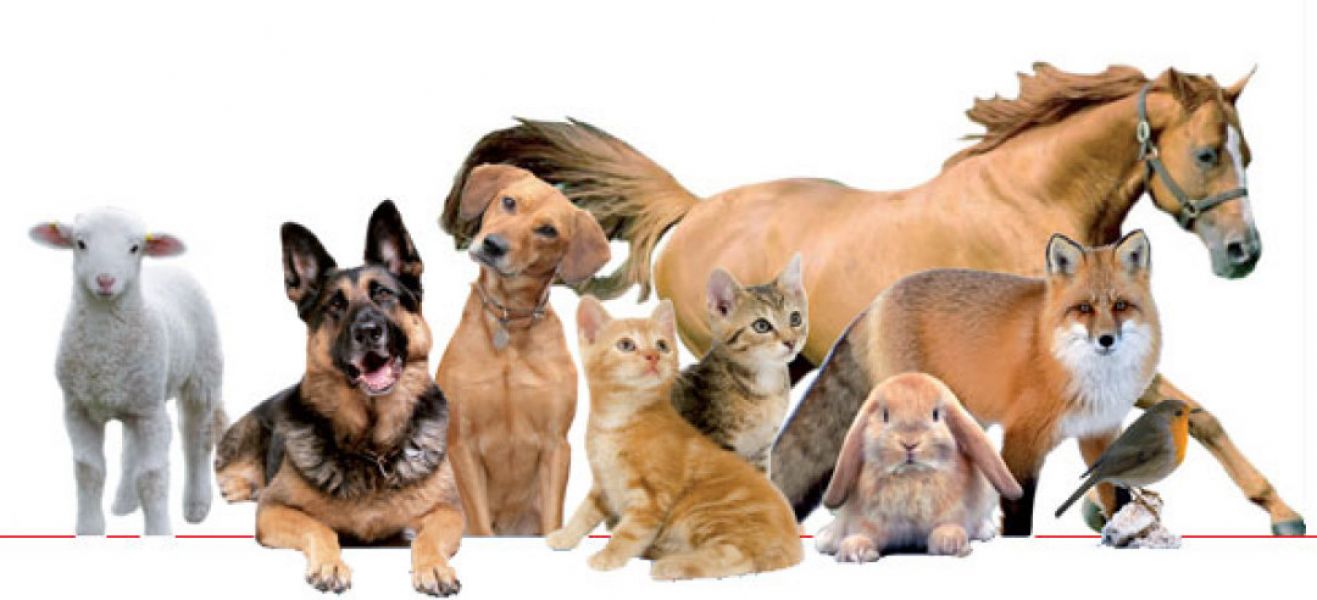 Esperti antiparassitari 