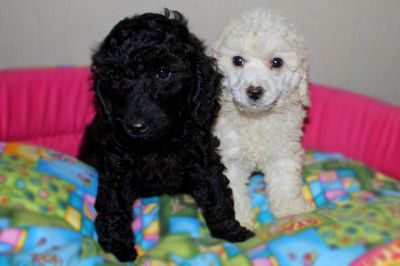 Vendo cuccioli di barboncino