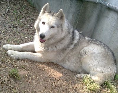 Cagnolona Lady cerca urgentemente casa