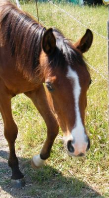 puledri 2010 vero affare da non perdere