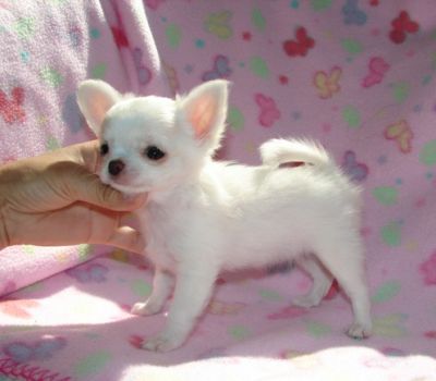 Chihuahua cuccioli per l'adozione