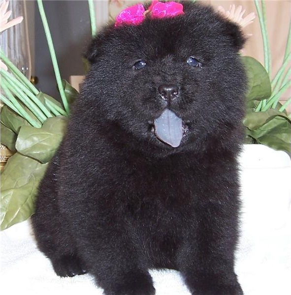 Adorabili cuccioli di chow chow femminucce e maschietti disponibili  per l'adozione gratuita i cucci