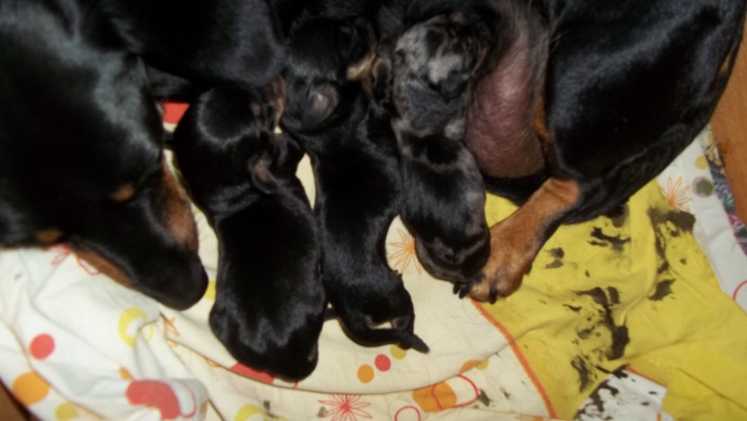 Bassotto nano a pelo corto