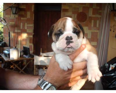 Cuccioli di bulldog inglese