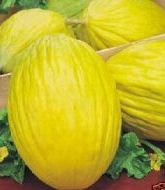 Melone giallo Helios della Calabria