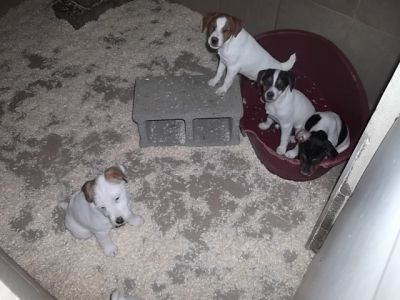 Jack Russell ,  Parson Russell Terrier , 