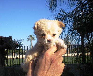 CHIHUAHUA PELO LUNGO