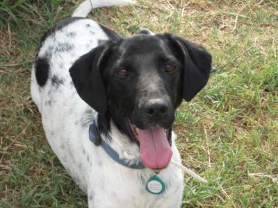 Silvy, derivata pointer bellissima e buonissima cerca casa