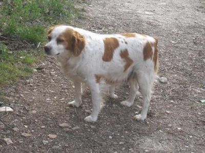 tabata bretoncina 5 anni