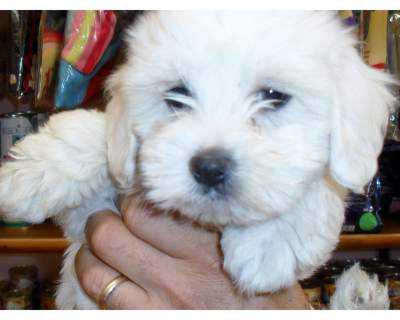 BELLISSIMI MALTESI, SONO MASCHIO E FEMMINA