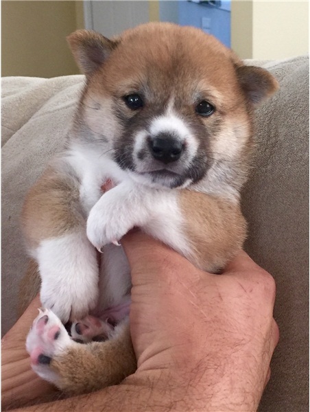 REGALO Cuccioli Shiba Inu cuccioli Shiba Inu maschio e femmina disponibile. Tutti i documenti sono d