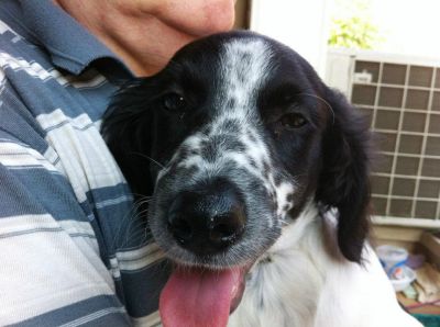Flash, cucciolo incrocio setter