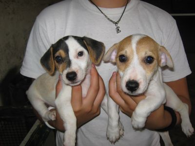 jack russell terrier cuccioli