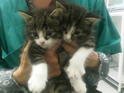 Mici cuccioli cerca casa ad Olgiate Olona