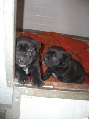 CUCCIOLI DI CANE CORSO