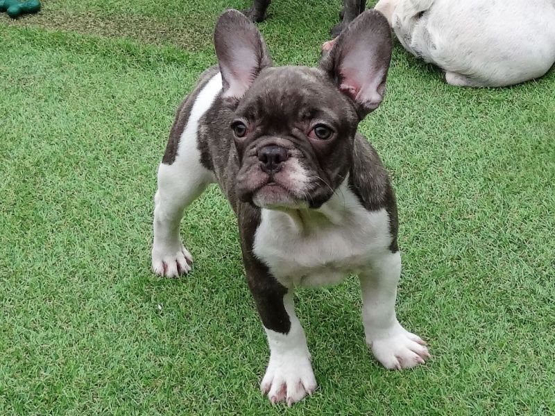 Cuccioli di Bulldog francese per l'adozione Abbiamo una bella lettiera di bulldog francese per l'ado