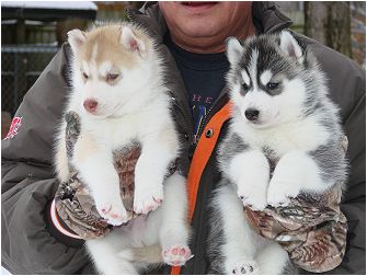 Ho 2 cuccioli maschi Husky pronto ad andare ora.