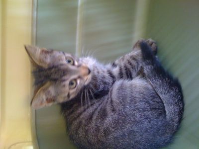 Tigratini cercamo casa