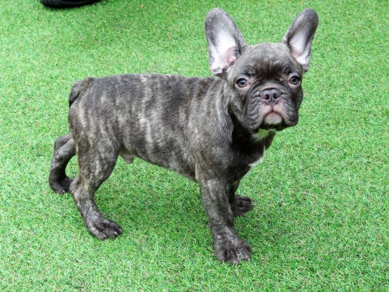 Cuccioli di Bulldog Francese per l'adozione