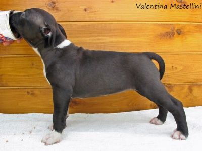 Cuccioli di Amstaff Disponibili