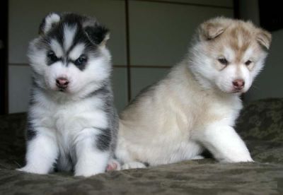 Regarlo Cuccioli di Siberian Husky 