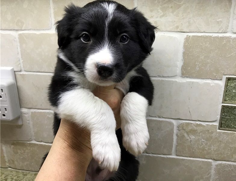 Adorabili cuccioli di border collie femminucce e maschietti  disponibili per l'adozione gratuita i c
