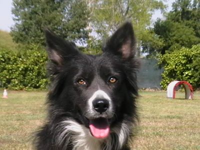 Cuccioli border collie