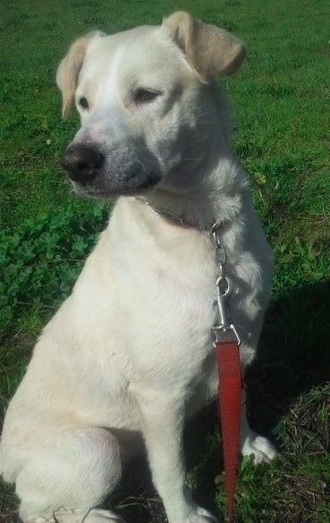 CHANEL cucciolona in adozione, taglia media, un anno circa