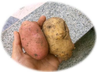 Patate rosse della Sila, ideali per gli gnocchi fatti in casa.