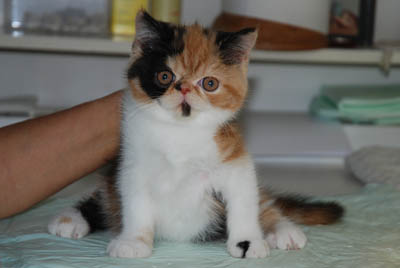 Exotic shorthair
