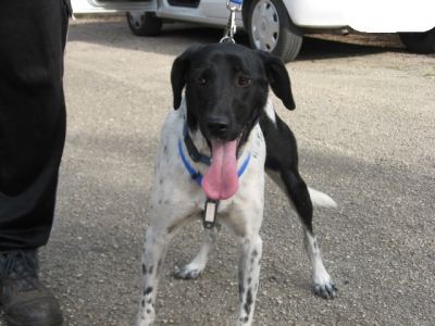 Dana, splendida der. pointer cerca famiglia accogliente