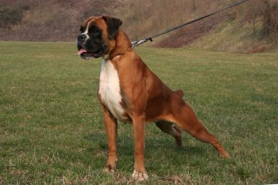 ALLEVAMENTI BOXER IN LOMBARDIA-VENETO-PIEMONTE
