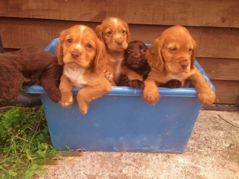 REGALO Cuccioli Coker Spaniel  i cuccioli vengono consegnati con svezzamento , primo vaccino, libret