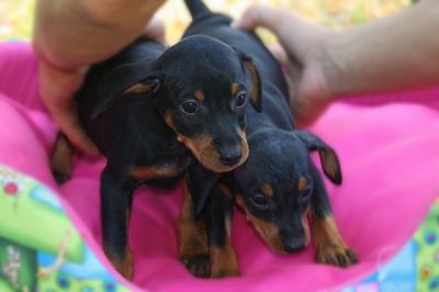 Pinscher cuccioli