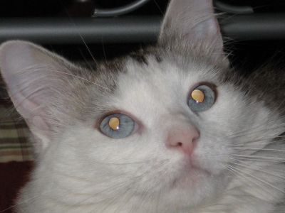 Micia Sissy cerca casa