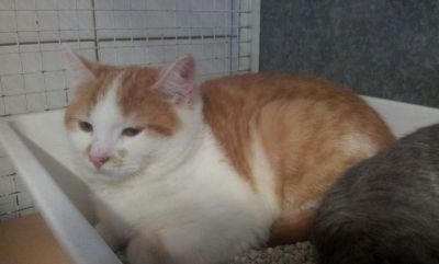 Micio Gigetto cerca casa