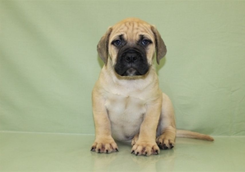 REGALO BullMastiff cuccioli Adorabili cuccioli di BullMastiff  femminucce e maschietti disponibili p
