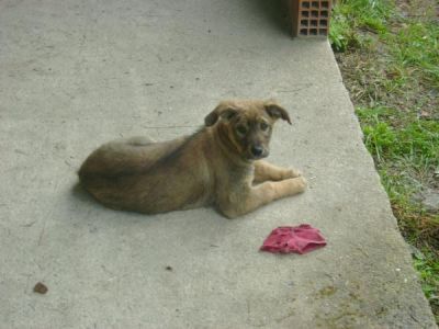 CUCCIOLA simil lupetto - 5 mesi