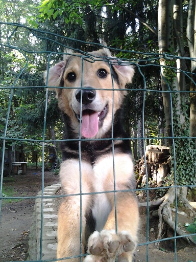 BUDINO...il cucciolino: Varese!