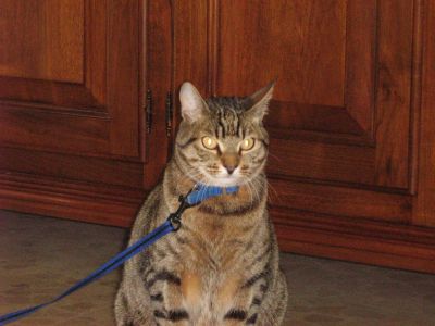 Willy gattone tigrato