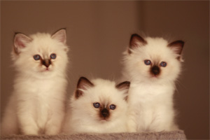 cuccioli sacri di birmania