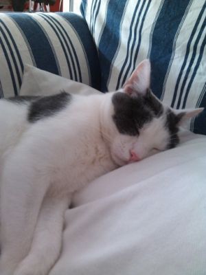 Micio Brando cerca casa